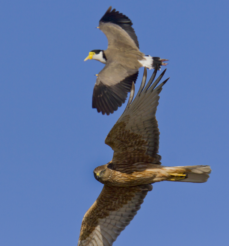 Swamp Harrier