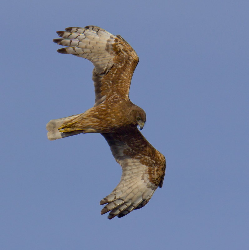 Swamp Harrier