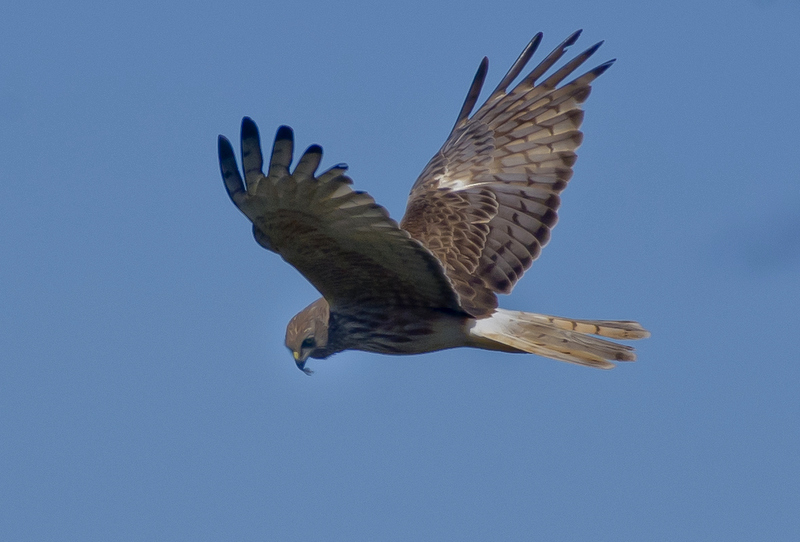 Swamp Harrier
