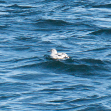 distant Black Guillemot, Cathedral Ledges, Rockport, MA.jpg