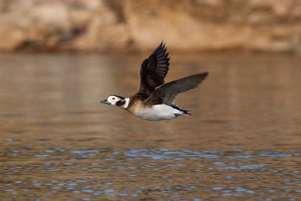 Long-Tailed Duck female in flight