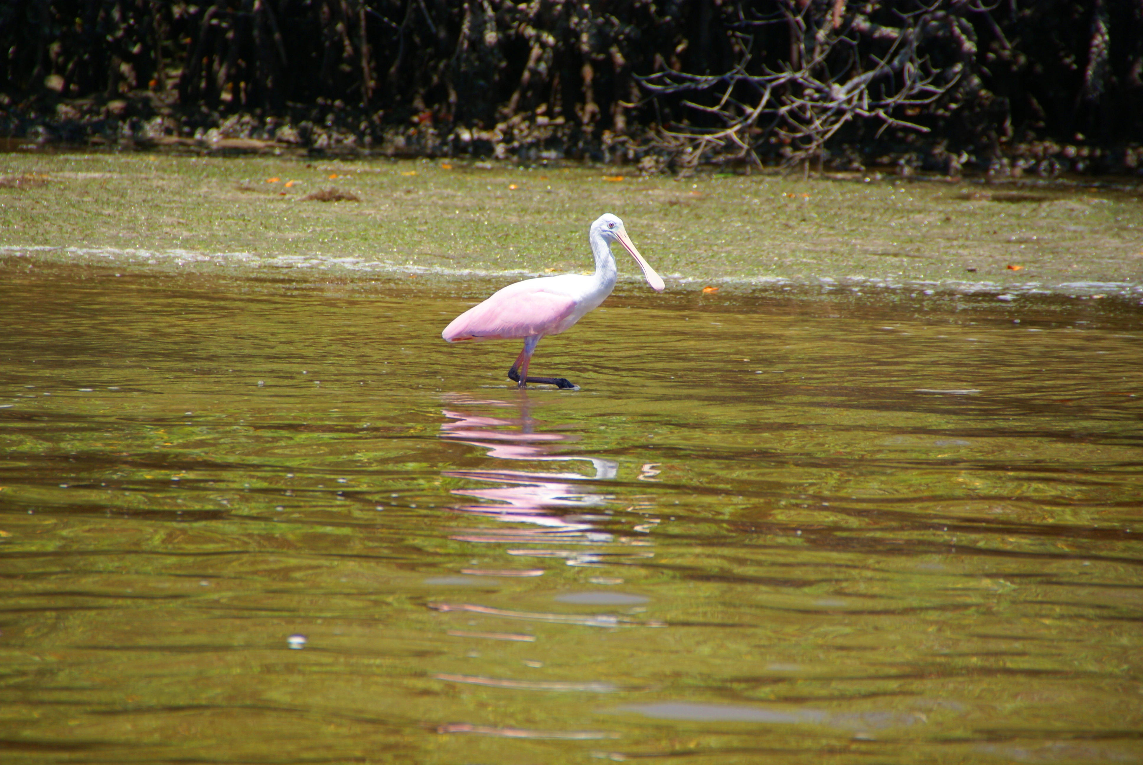 Naples, Florida