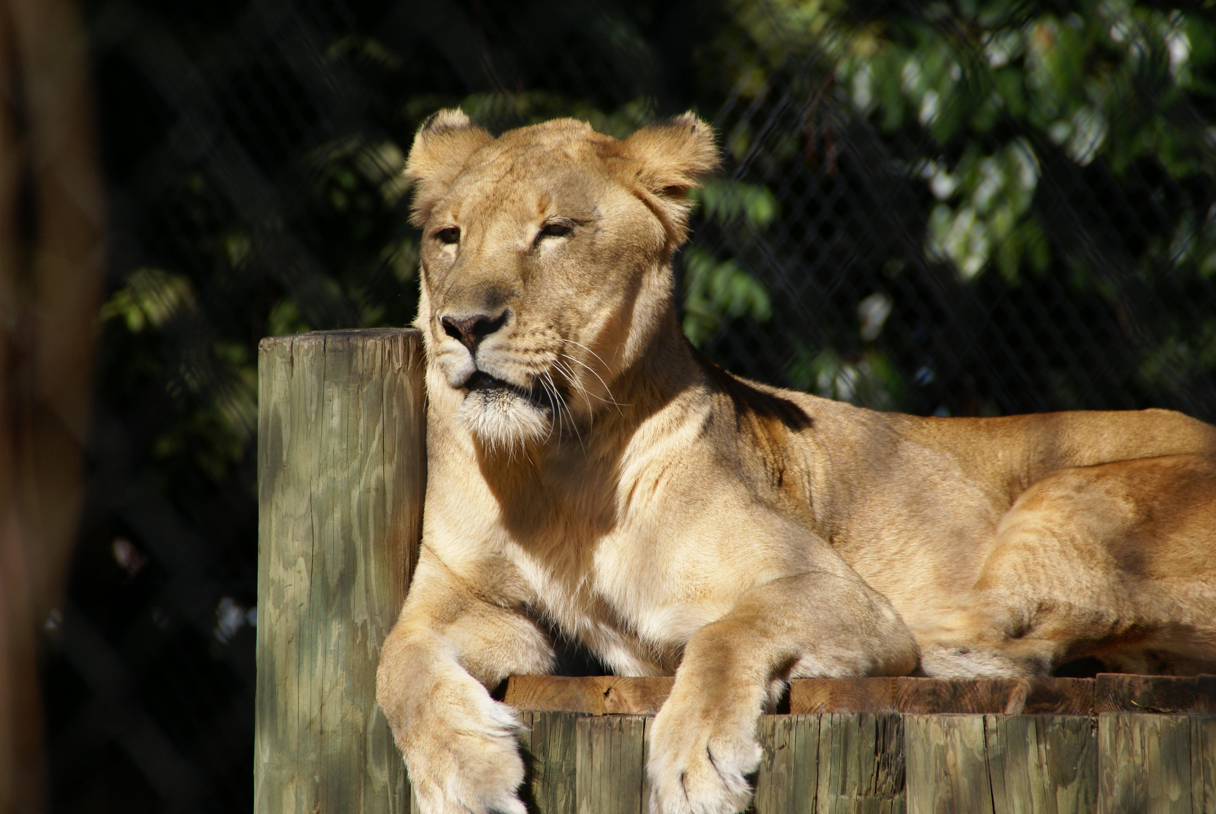 The Naples Zoo