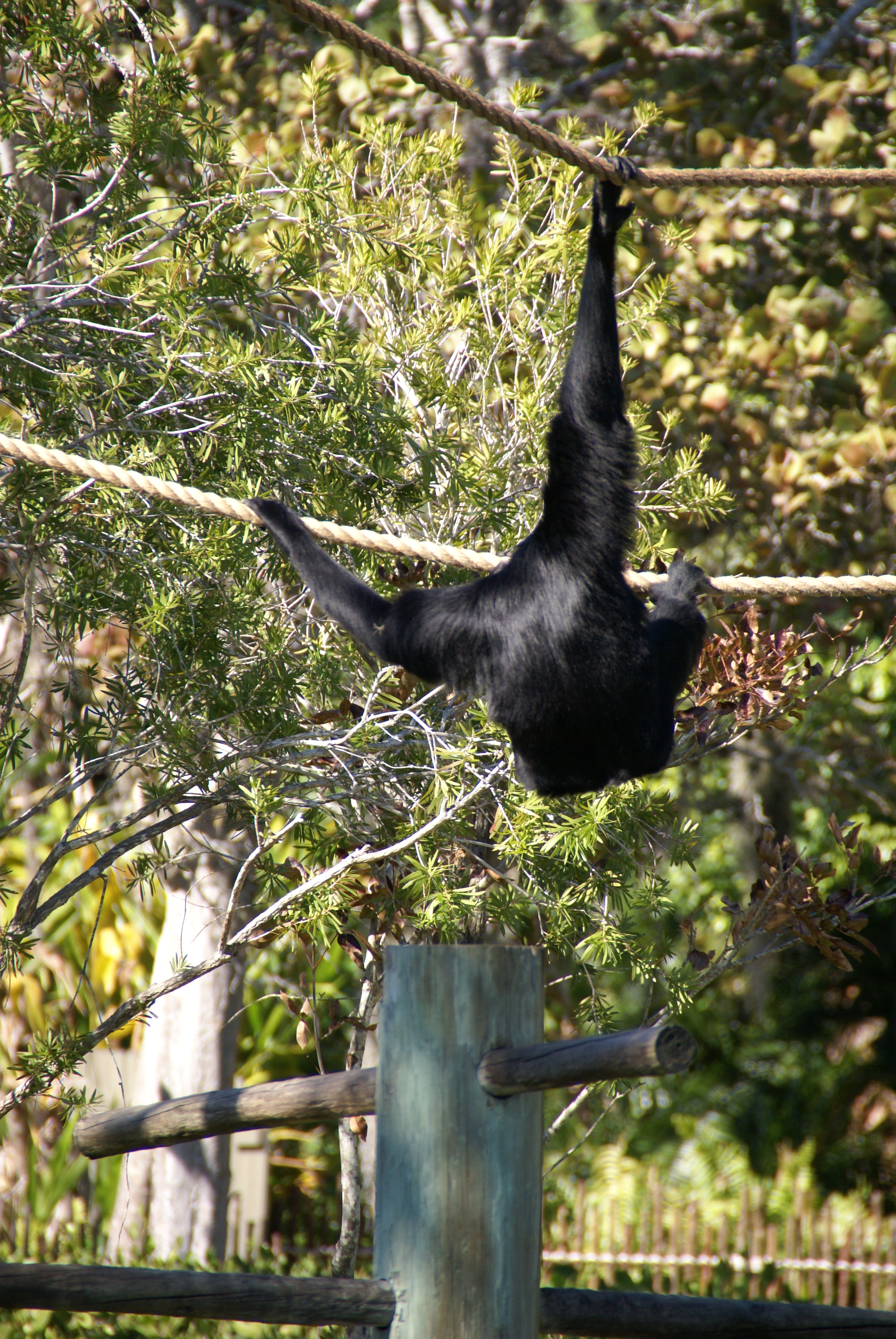 The Naples Zoo