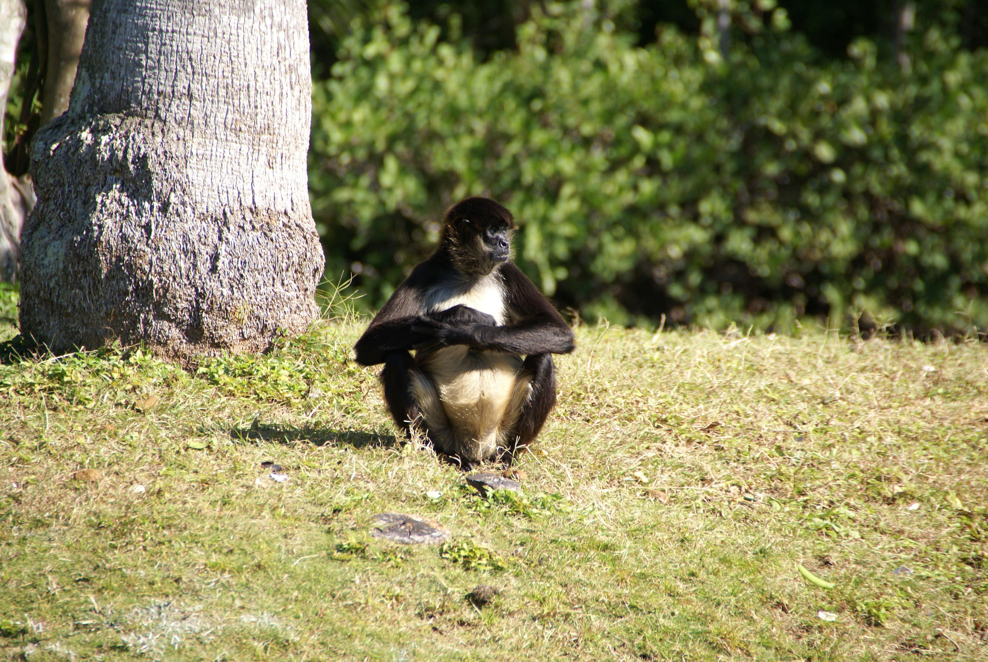 The Naples Zoo