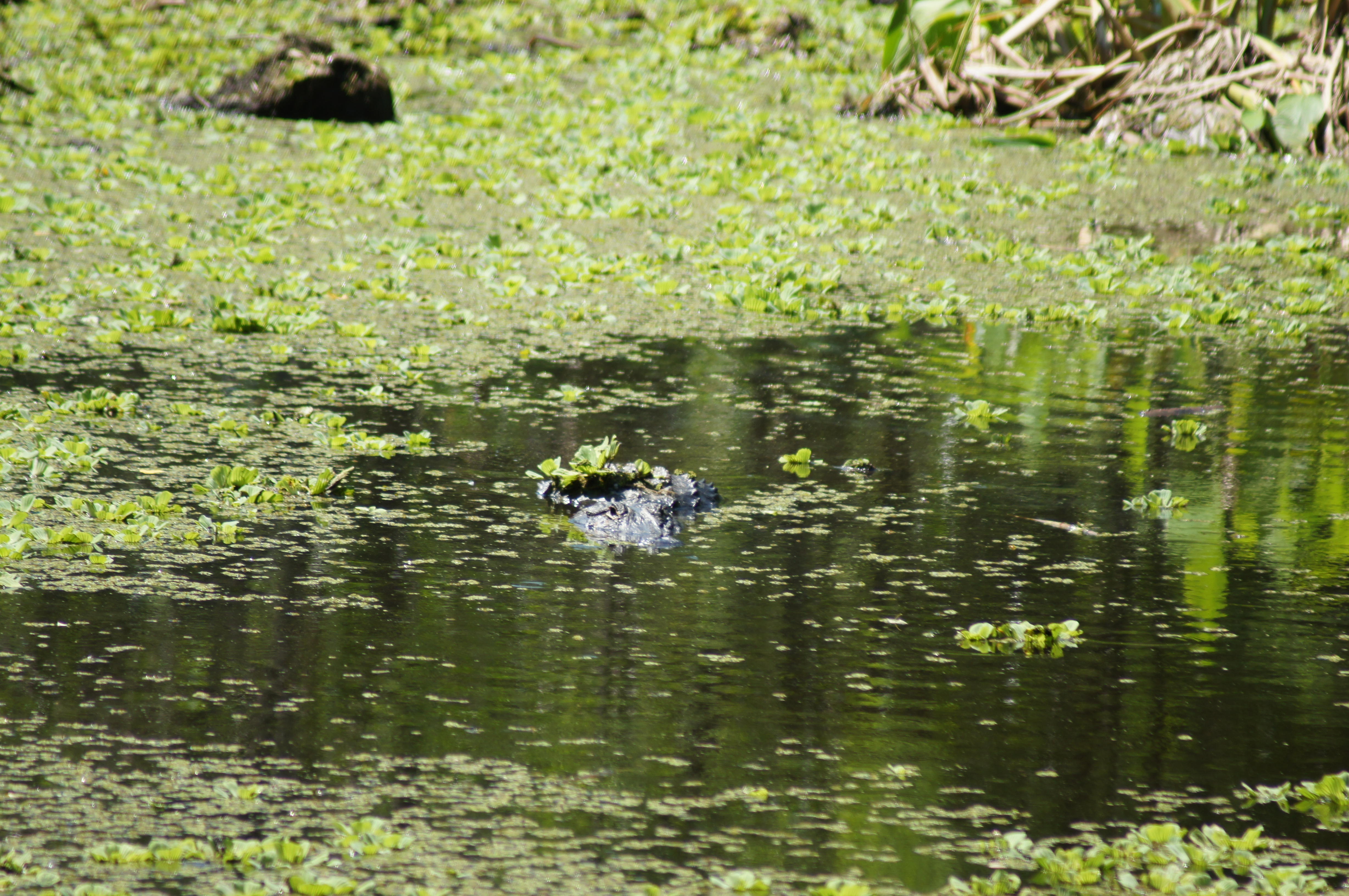 Corkscrew Swamp Sanctuary