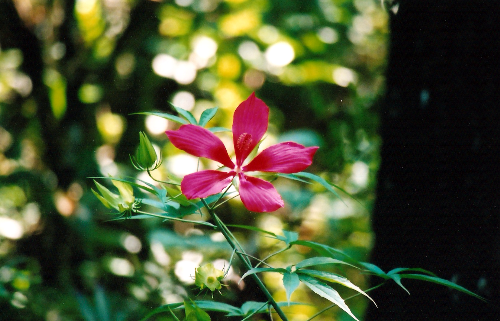 Corkscrew Swamp Sanctuary