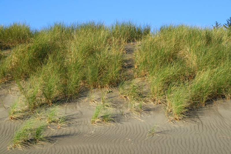 Seagrass, dune and sky