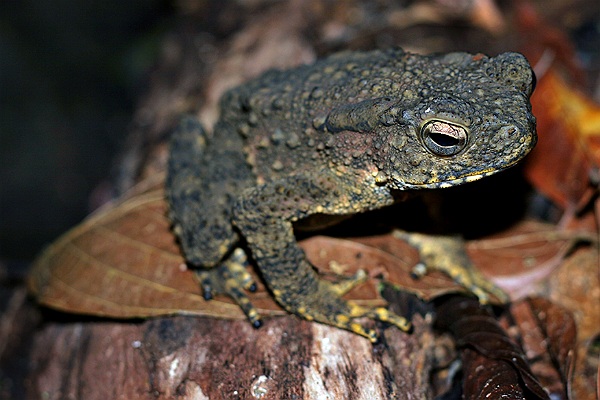 Giant River Toad (Bufo juxtasper)