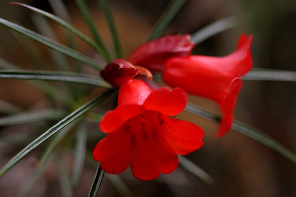 Flowering Plant