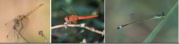 ODONATA - Dragonflies and Damselflies (order): 26 species