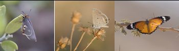 LEPIDOPTERA - Butterflies & Moths  (order): 128 species