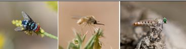 DIPTERA - Flies (order): 64 species