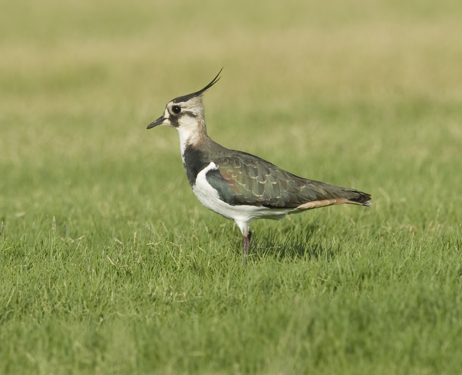 1. Northern Lapwing - Vanellus vanellus