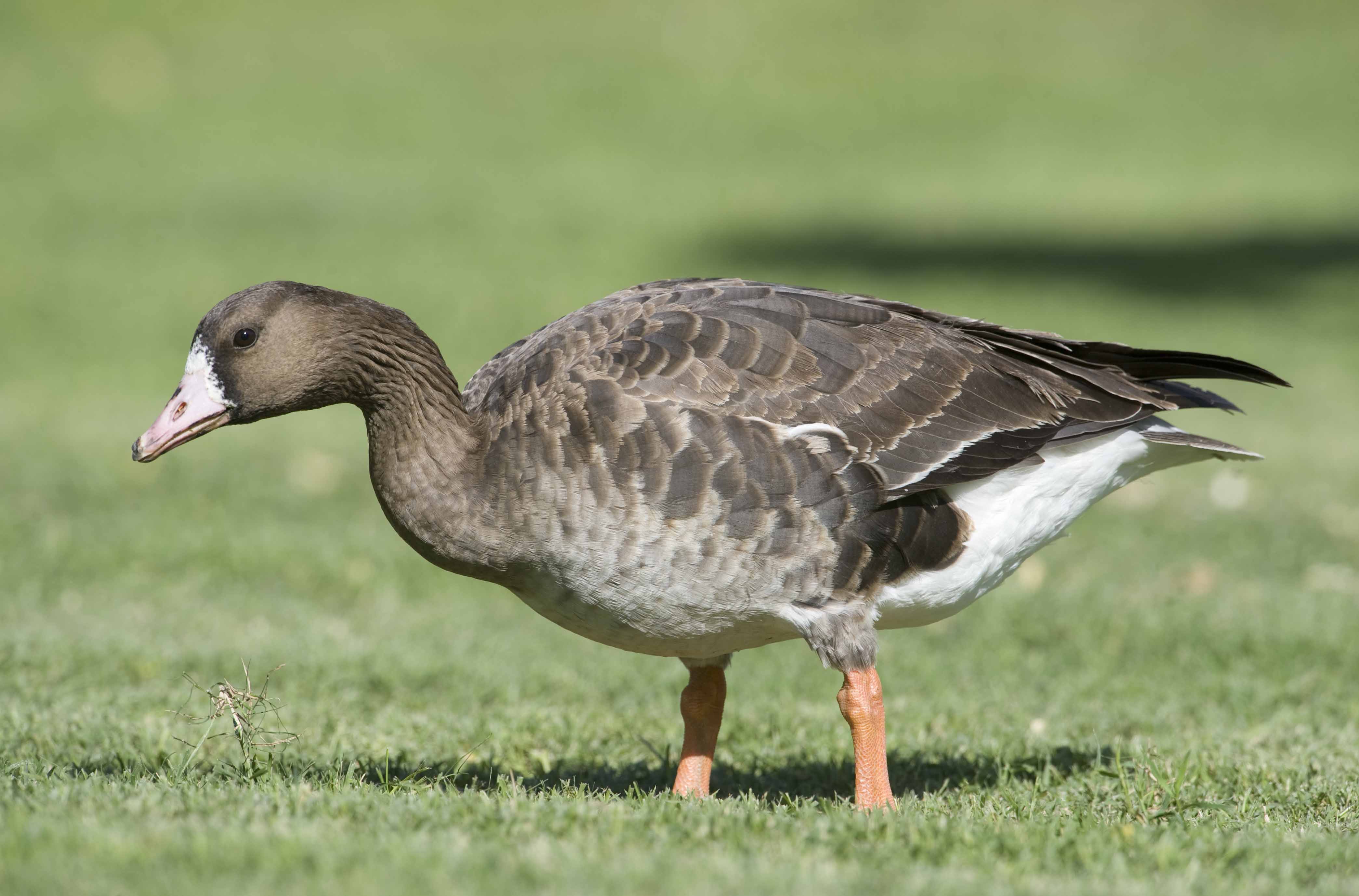 1. Greater White-fronted Goose - Anser albifrons