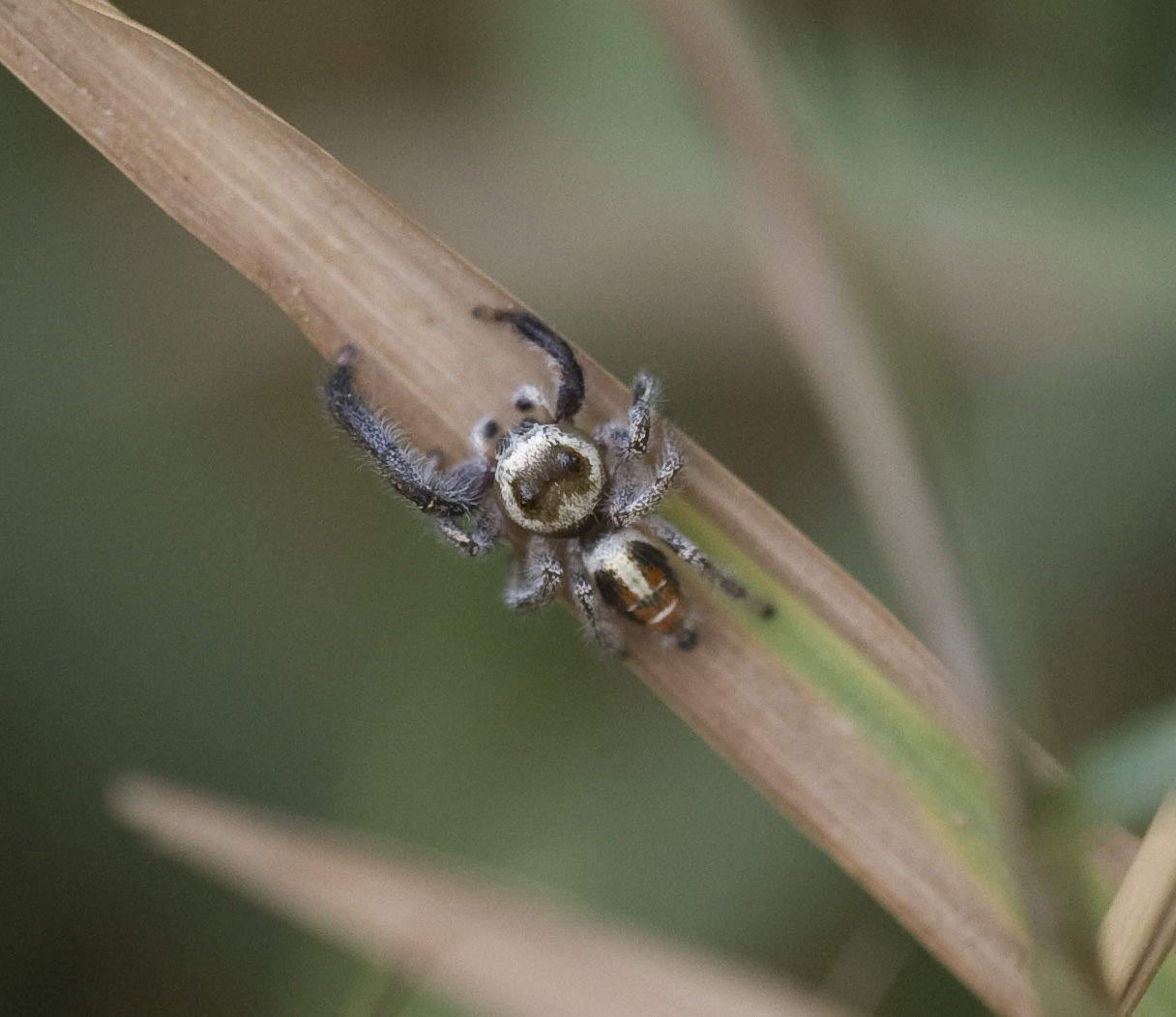 1. Thyene imperialis (Rossi, 1846) - male