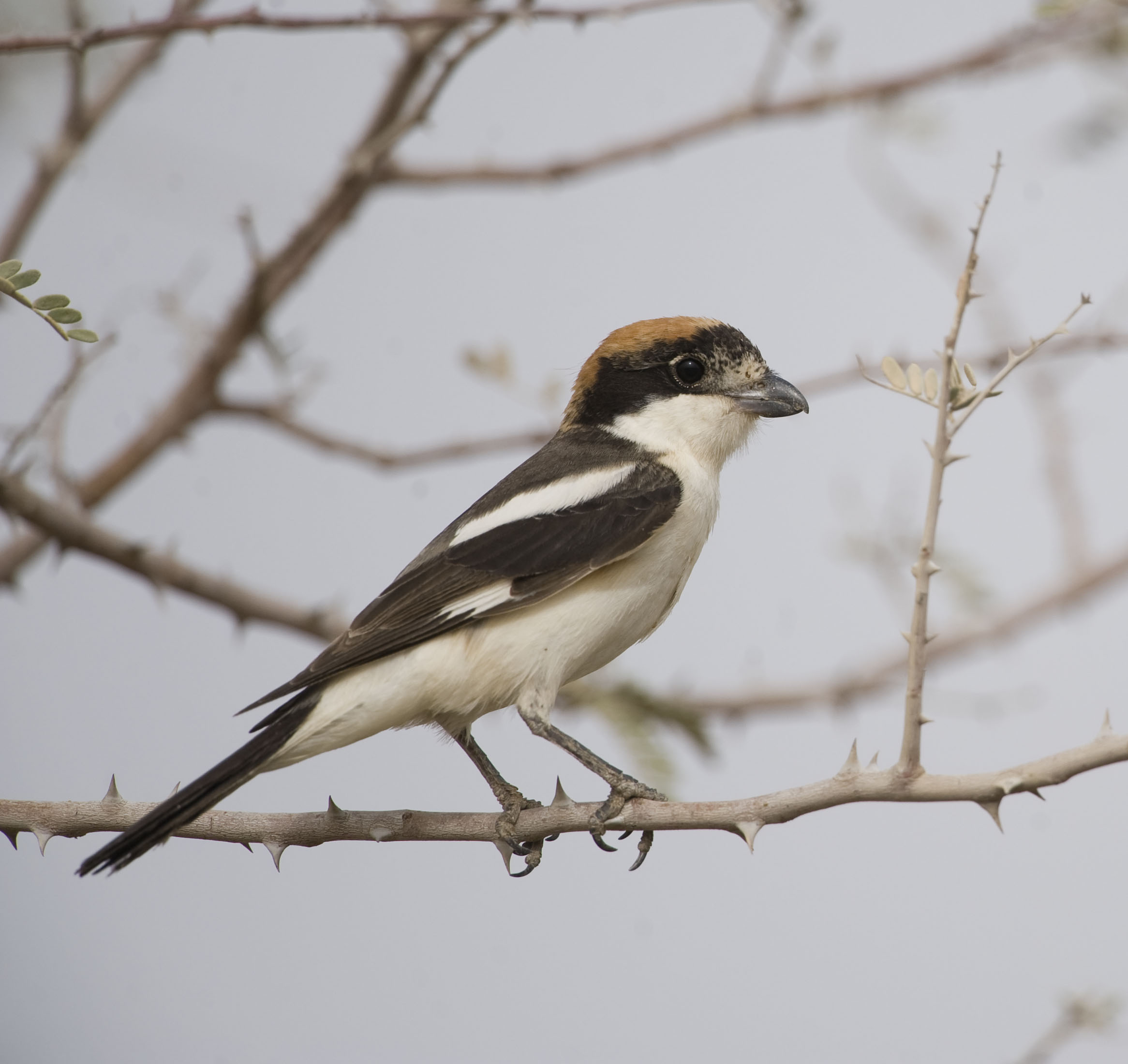 11. Eastern Woodchat Shrike - Lanius senator niloticus