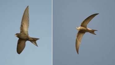 Apodidae (family)