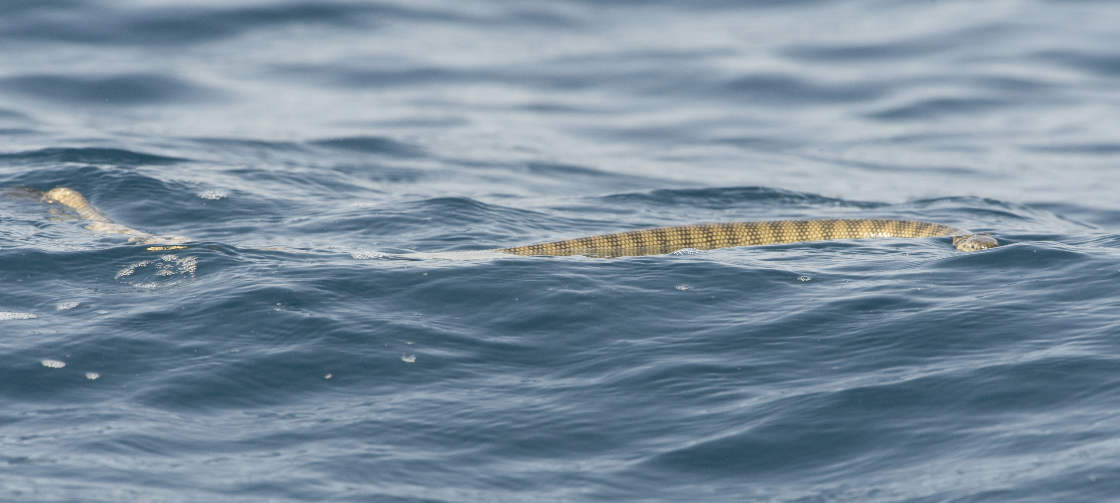 2. Shaws Sea Snake - Hydrophis curtus