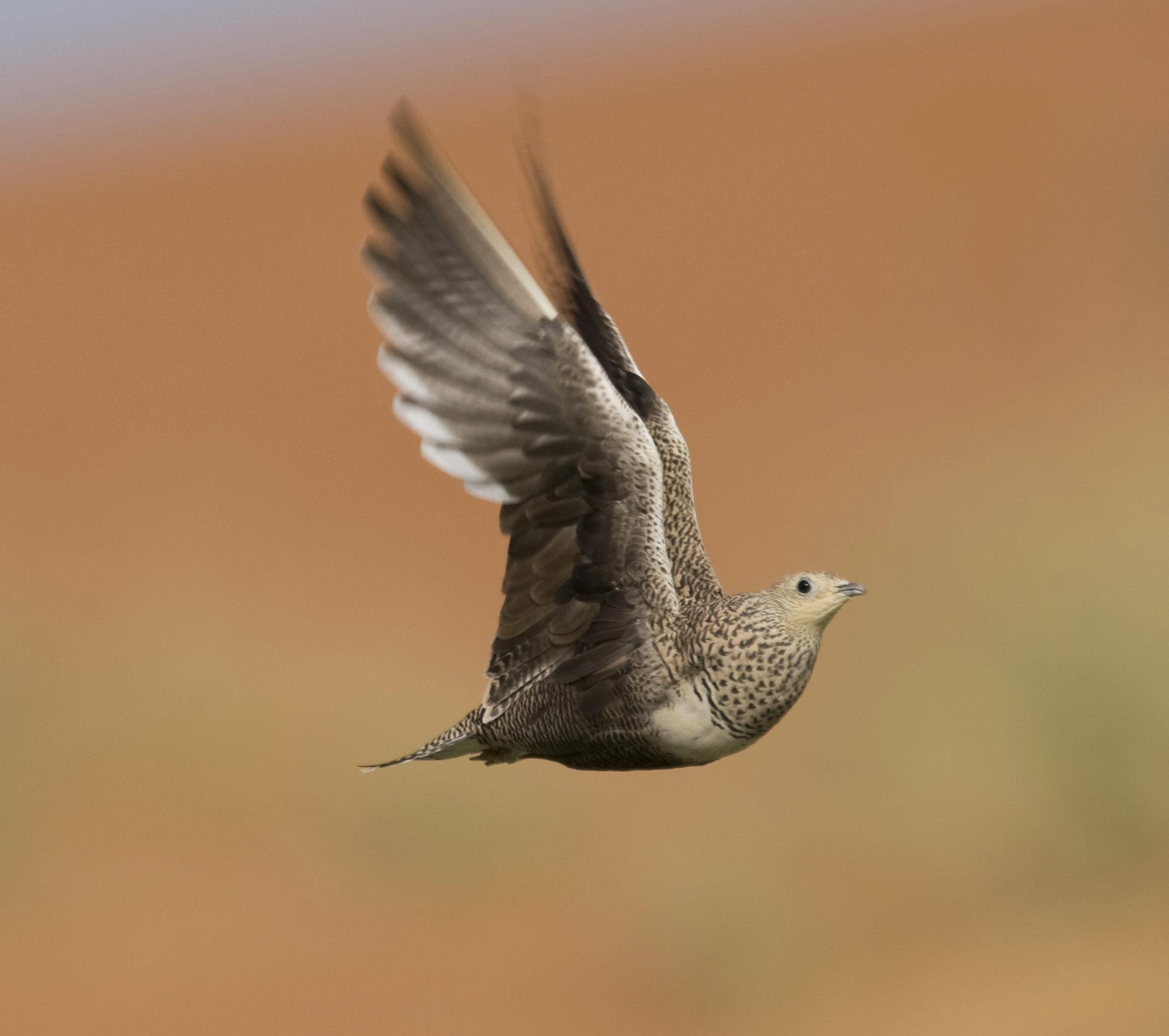 1. Chestnut-bellied Sandgrouse - Pterocles exustus