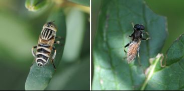 Syrphidae - Hover Flies (family): 10 species