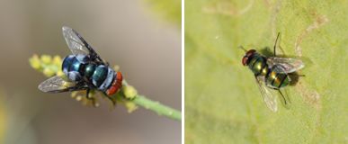 Calliphoridae - Blow Flies (family): 4 species