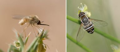Bombyliidae - Bee Flies (family): 6 species