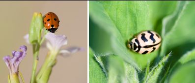 Coccinellidae - Ladybirds (family): 6 species