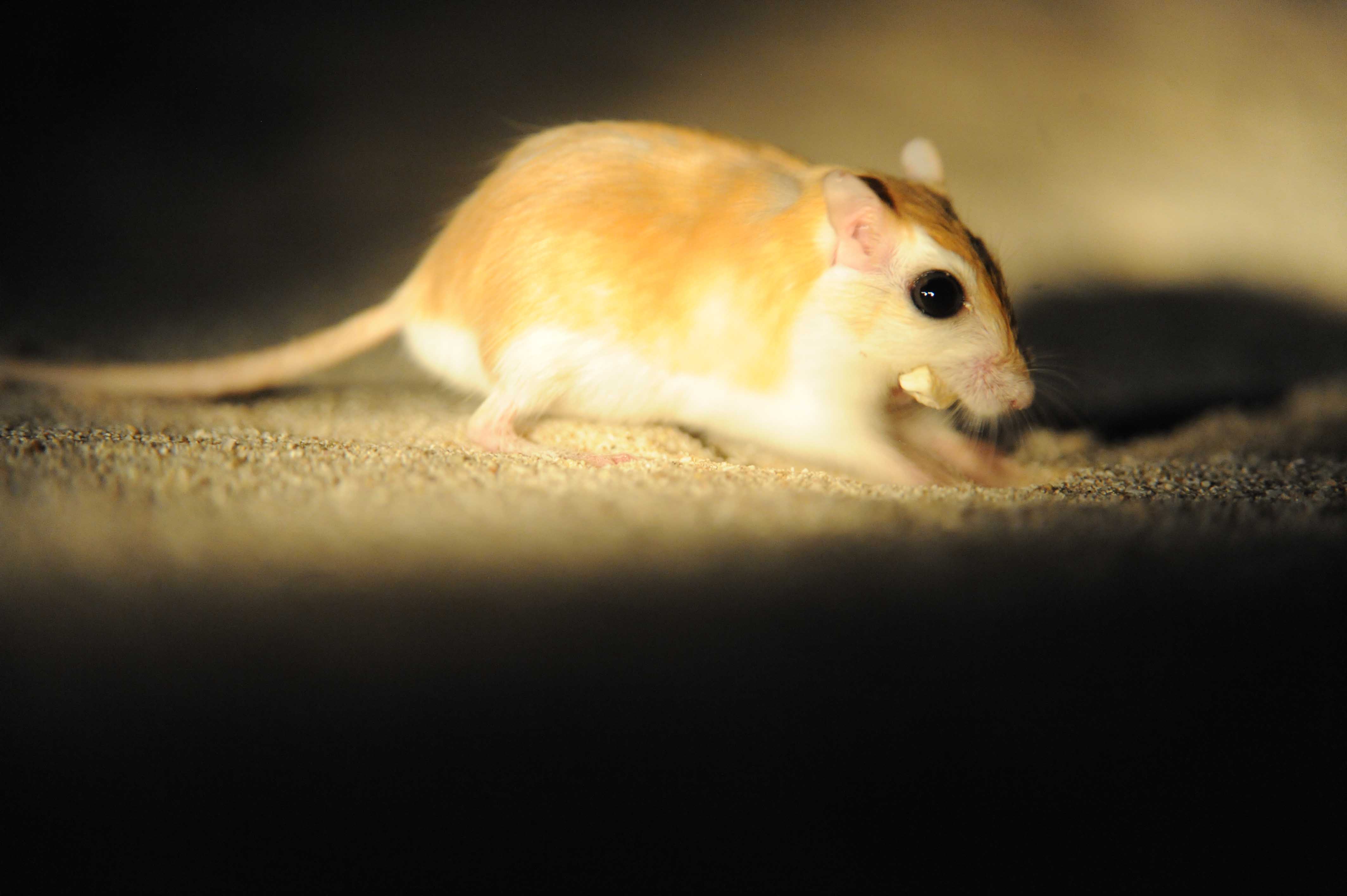2. Cheesemans Gerbil - Gerbillus cheesmani