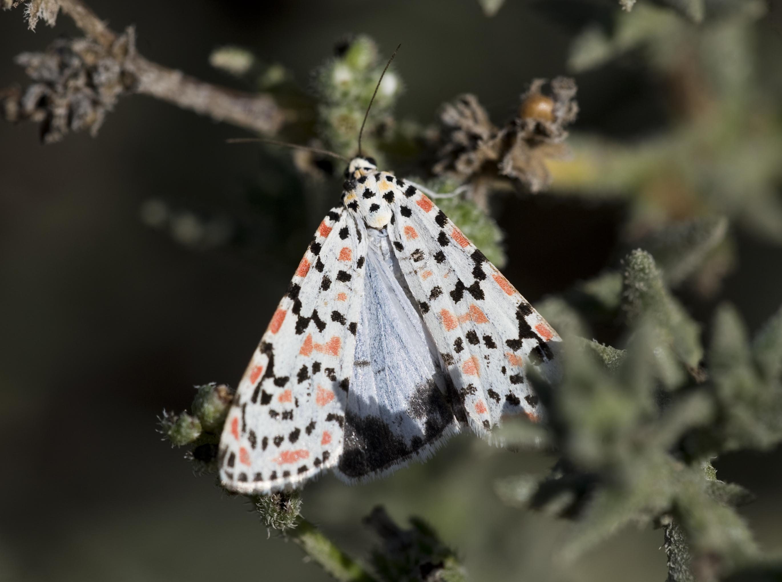 6. Utetheisa cf. lotrix lepida (Cramer, 1777) - Crotalaria Moth