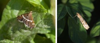 Crambidae (family of moths): 20 species