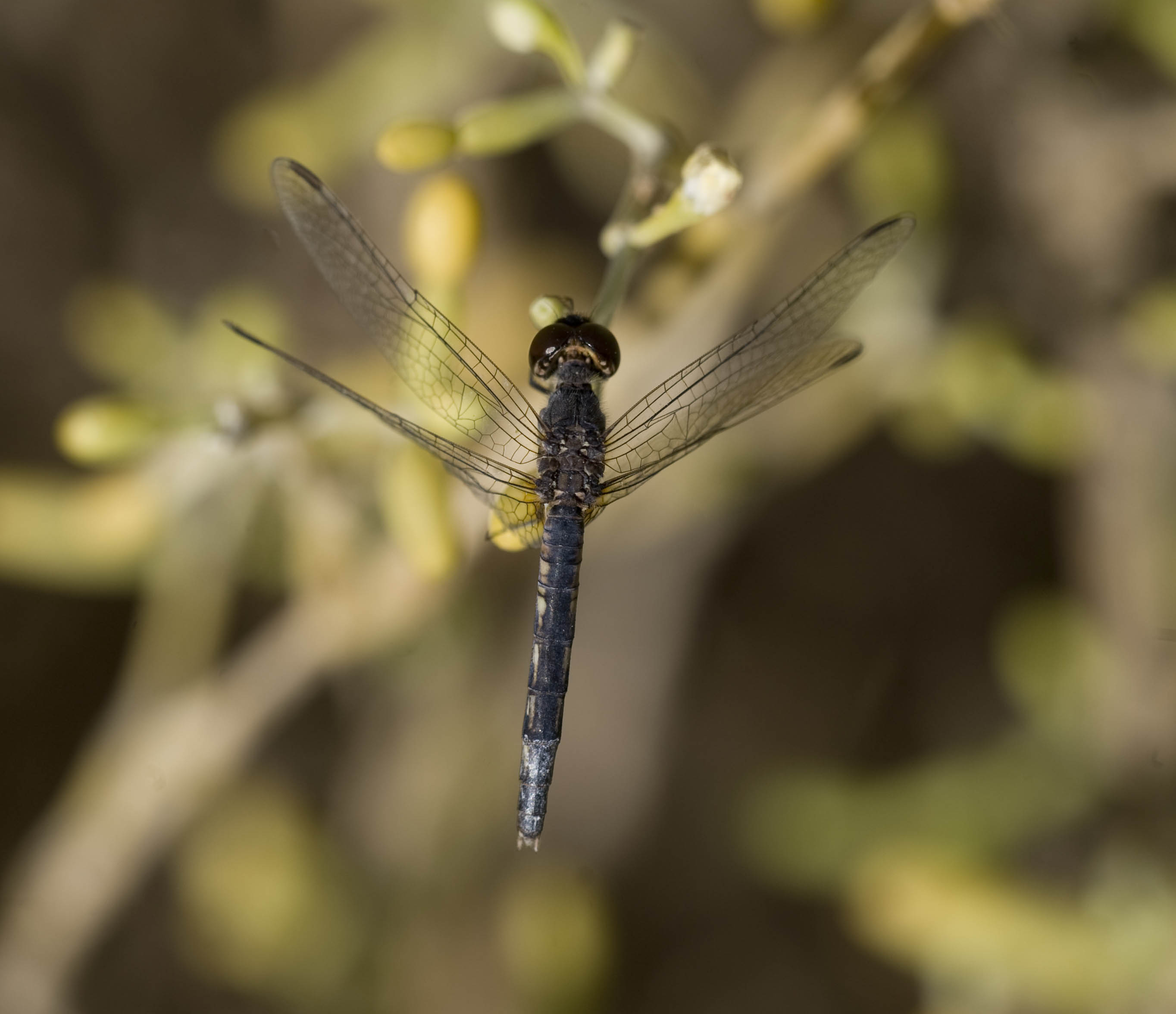 1. Diplacodes lefebvrii (Rambur, 1842) - Black Percher 