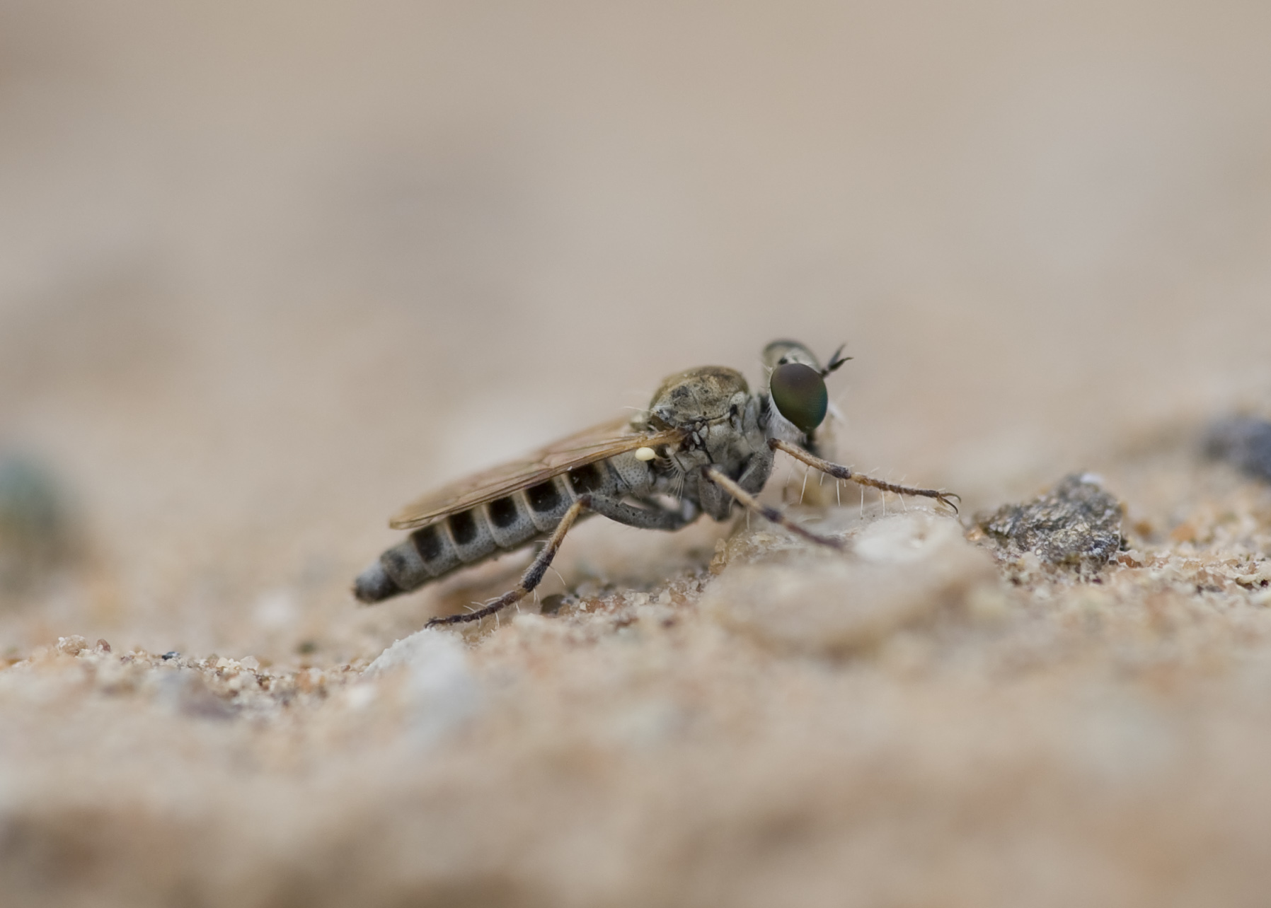4. Stichopogon deserti (Theodor, 1980) - female