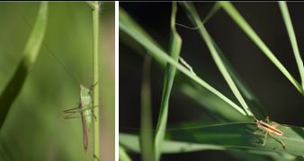Tettigonidae - Bush Crickets (family): 1 species