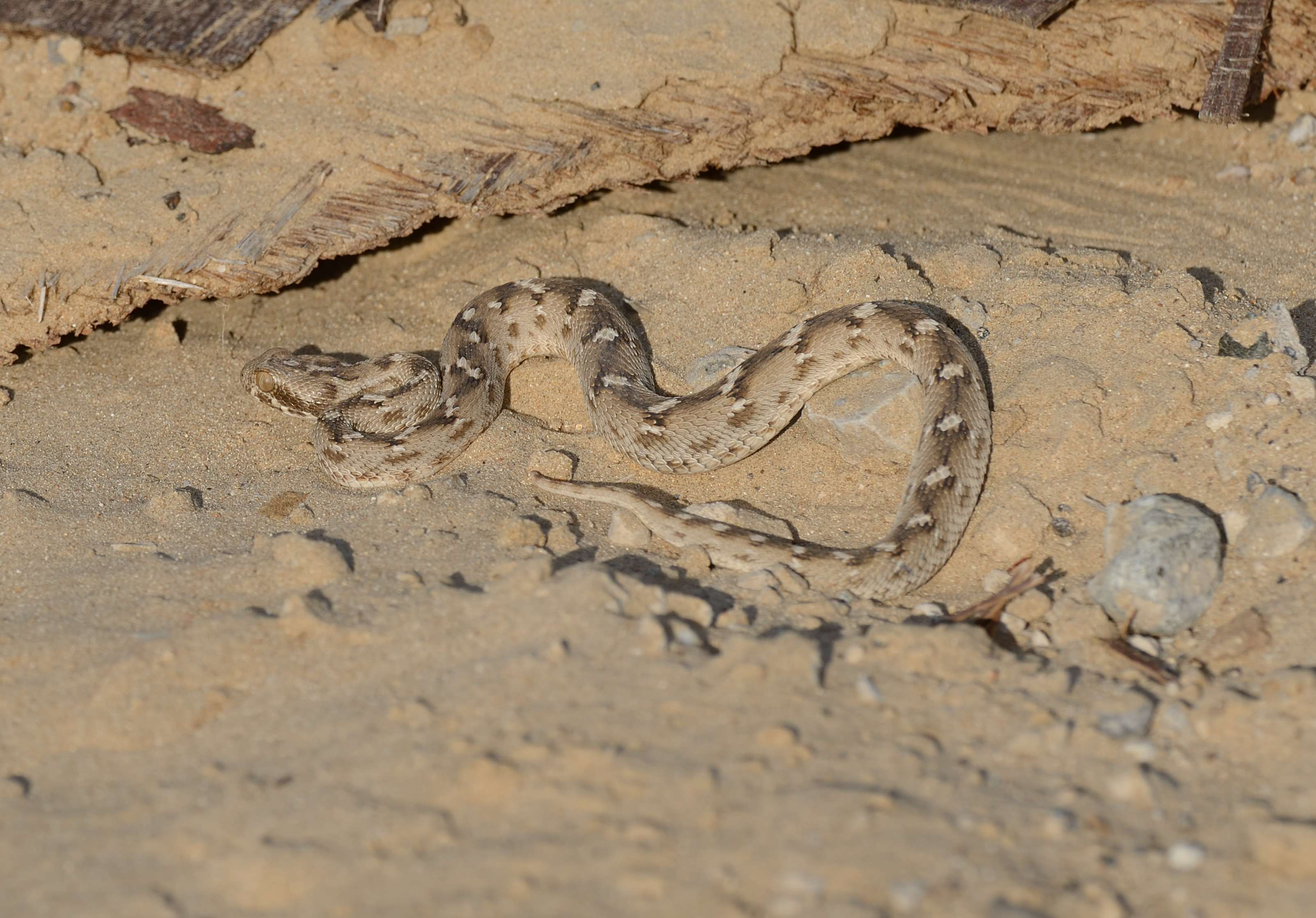 2. Saw-scaled Viper - Echis carinatus