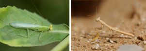 Mantidae (family): 3 species