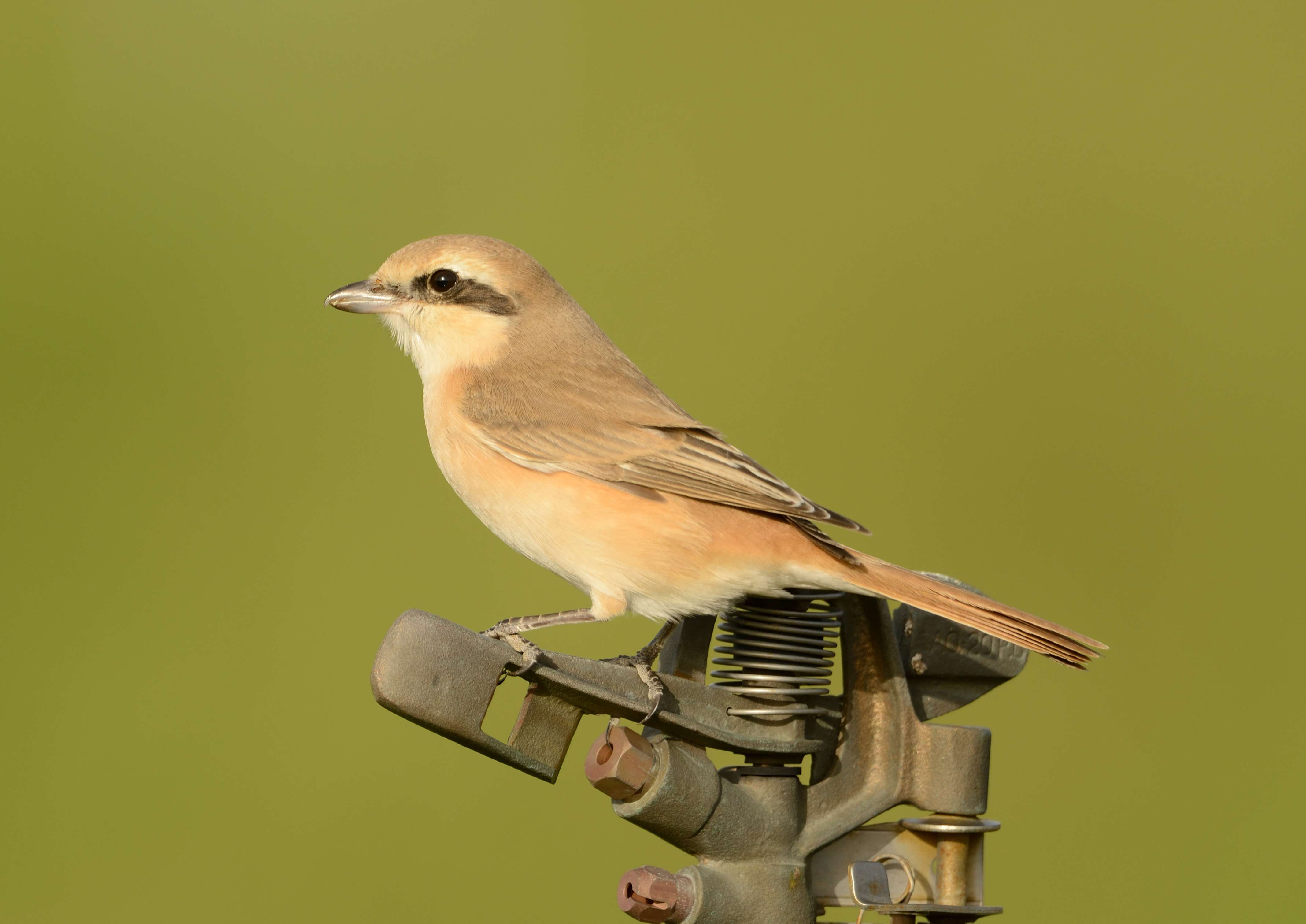 3. Daurian Shrike - Lanius isabellinus