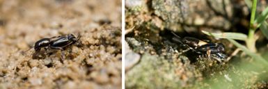Trydactylidae - Pygmy Mole Crickets (family)
