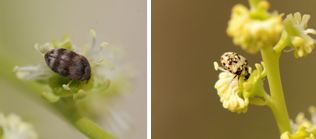 Dermestidae - Larder Beetles (family): 7 species