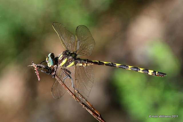 Arrowhead Spiketail, road to Lynn Mountain, LeFlore Co, OK, 7-11-11, Ja 4188.jpg