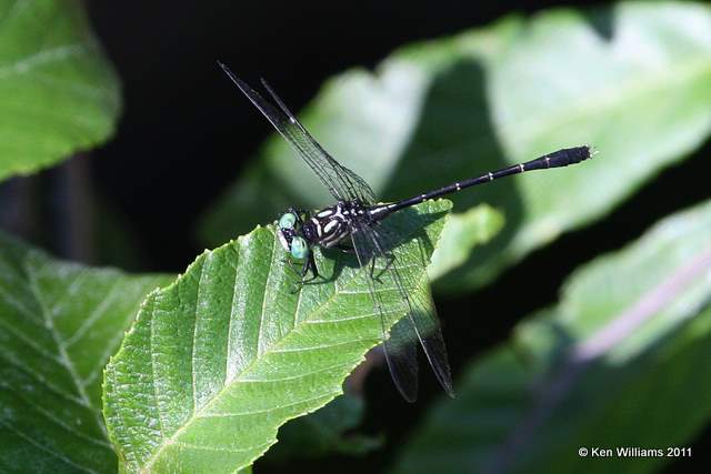 Interior Least Clubtail, road to Lynn Mountain, LeFlore Co, OK, 7-11-11, Ja 4219.jpg