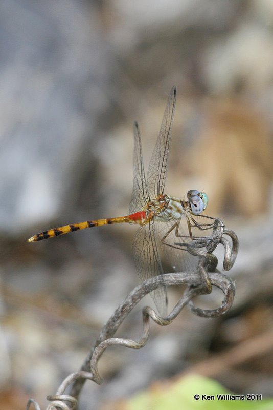 Blue-faced Meadowhawk male, Oxley Nature Center, Tulsa Co, OK, 7-28-11, Ja 6806.jpg