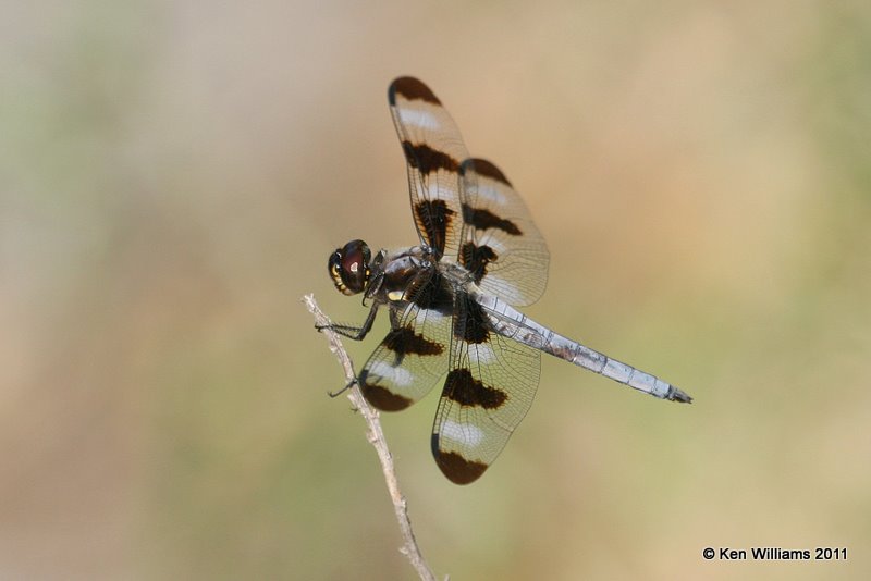 Twelve-spotted Skimmer male, Oxley Nature Center, Tulsa Co, OK, 7-28-11, Ja 6576.jpg