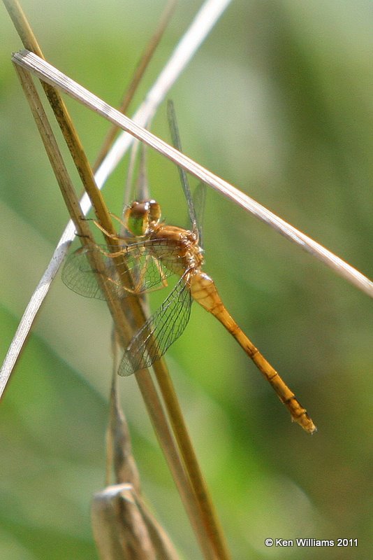 Autumn Meadowhawk female, Nickel Preserve, Cherokee Co, Ok 7-12-08  Ja2 2686.jpg