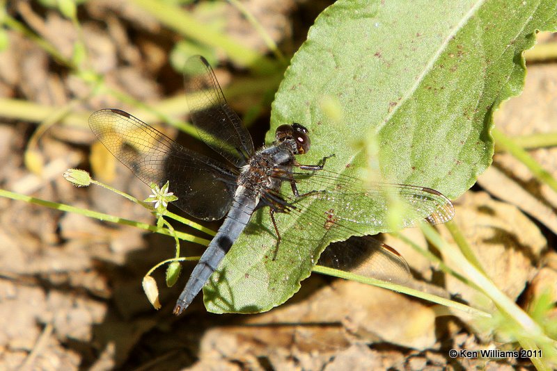 Blue Corporal male, Cherokee WMA, OK, 4-28-10, JL 3680.jpg