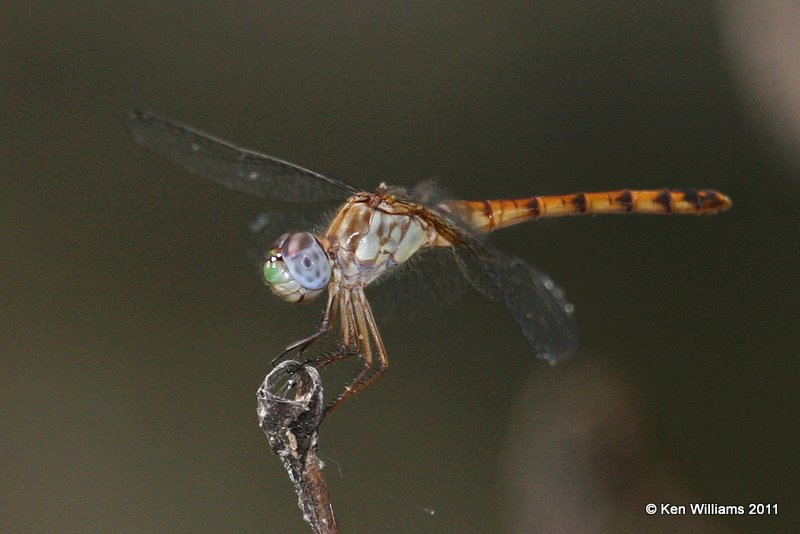 Blue-faced Meadowhawk female, Natural Falls SP, Delaware Co, OK, 7-25-11, Ja 5974.jpg
