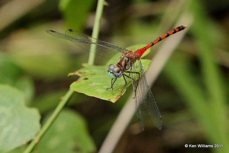 Blue-faced Meadowhawk, Nowata Land, Nowata Co, OK, 9-8-09, RL 4683.jpg