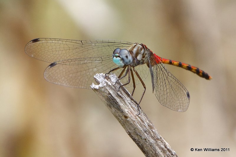 Blue-faced Meadowhawk male, Nowata Land, Nowata Co, OK, 9-8-09, Rl 4648.jpg
