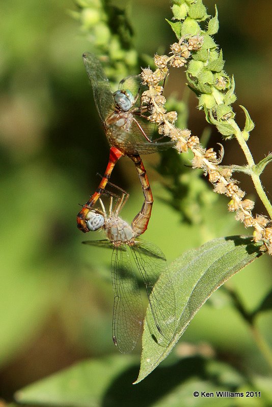 Blue-faced Meadowhawk pair, Oxley NC, Tulsa Co, OK, 9-30-10 JL 9278.jpg