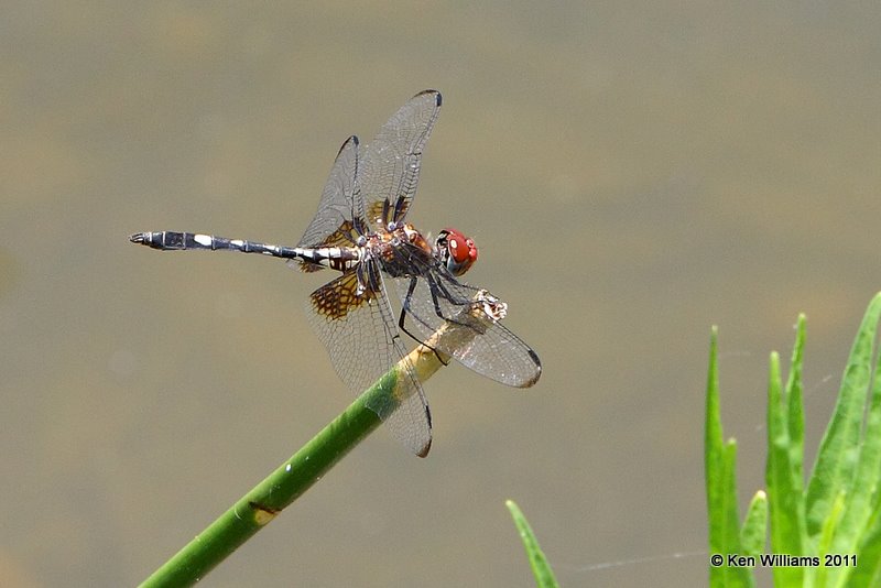 Checkered Setwing, Chickasaw NP, Murray Co, OK, 7-31-09, Rl 1446.jpg